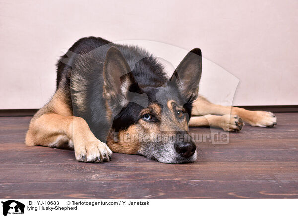 liegender Schferhund-Husky / lying Husky-Shepherd / YJ-10683