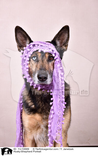 Schferhund-Husky Portrait / Husky-Shepherd Portrait / YJ-10689