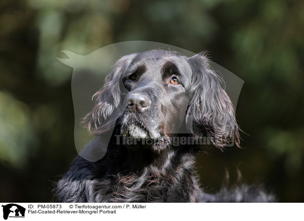 Flat-Coated-Retriever-Mischling Portrait / Flat-Coated-Retriever-Mongrel Portrait / PM-05873