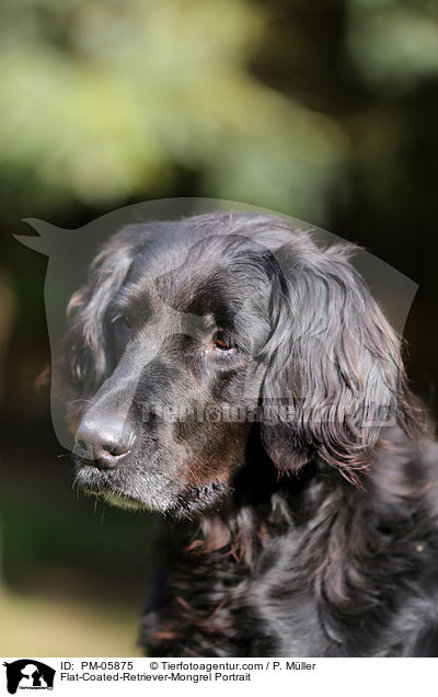 Flat-Coated-Retriever-Mischling Portrait / Flat-Coated-Retriever-Mongrel Portrait / PM-05875