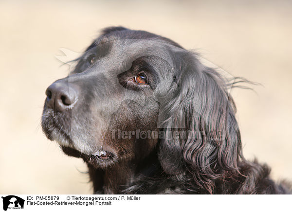 Flat-Coated-Retriever-Mischling Portrait / Flat-Coated-Retriever-Mongrel Portrait / PM-05879