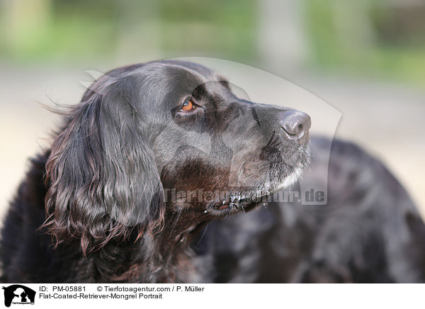 Flat-Coated-Retriever-Mischling Portrait / Flat-Coated-Retriever-Mongrel Portrait / PM-05881