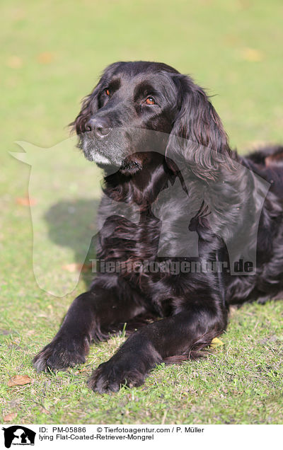 liegender Flat-Coated-Retriever-Mischling / lying Flat-Coated-Retriever-Mongrel / PM-05886