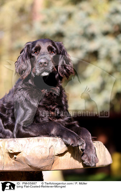 liegender Flat-Coated-Retriever-Mischling / lying Flat-Coated-Retriever-Mongrel / PM-05887