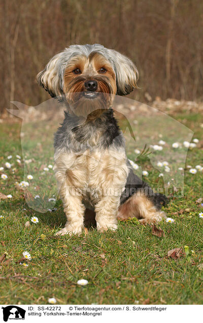 sitzender Yorkshire-Terrier-Mischling / sitting Yorkshire-Terrier-Mongrel / SS-42272