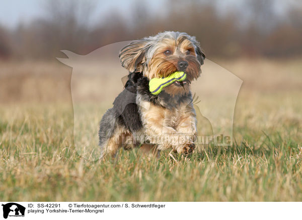 spielender Yorkshire-Terrier-Mischling / playing Yorkshire-Terrier-Mongrel / SS-42291