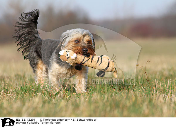 spielender Yorkshire-Terrier-Mischling / playing Yorkshire-Terrier-Mongrel / SS-42297