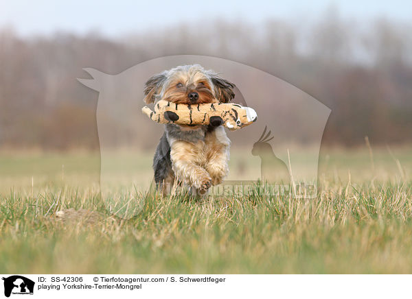 spielender Yorkshire-Terrier-Mischling / playing Yorkshire-Terrier-Mongrel / SS-42306