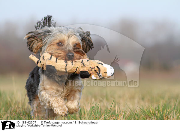 spielender Yorkshire-Terrier-Mischling / playing Yorkshire-Terrier-Mongrel / SS-42307