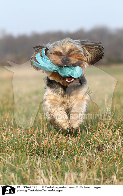 spielender Yorkshire-Terrier-Mischling / playing Yorkshire-Terrier-Mongrel / SS-42325