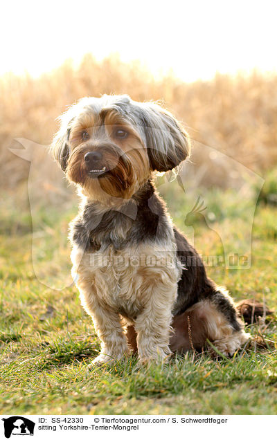 sitzender Yorkshire-Terrier-Mischling / sitting Yorkshire-Terrier-Mongrel / SS-42330