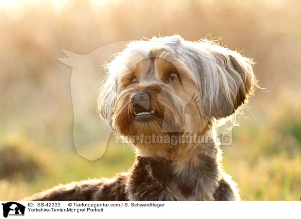 Yorkshire-Terrier-Mischling Portrait / Yorkshire-Terrier-Mongrel Portrait / SS-42333