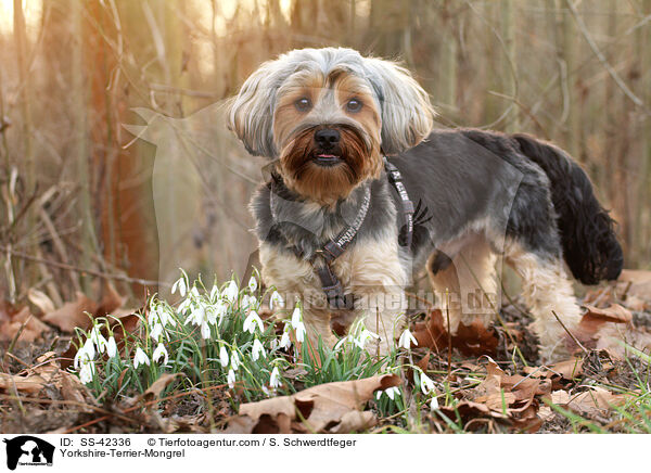 Yorkshire-Terrier-Mischling / Yorkshire-Terrier-Mongrel / SS-42336