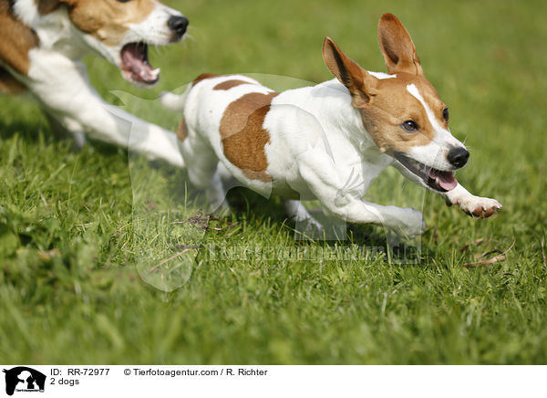 2 Hunde / 2 dogs / RR-72977