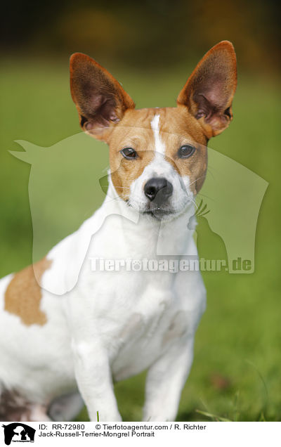 Jack-Russell-Terrier-Mischling Portrait / Jack-Russell-Terrier-Mongrel Portrait / RR-72980