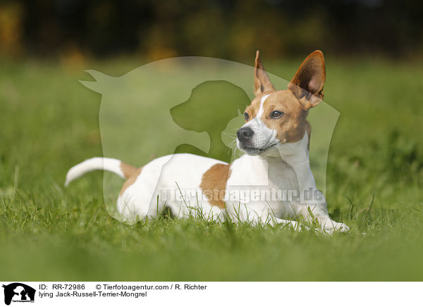 liegender Jack-Russell-Terrier-Mischling / lying Jack-Russell-Terrier-Mongrel / RR-72986