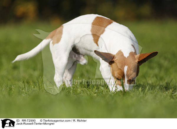 Jack-Russell-Terrier-Mischling / Jack-Russell-Terrier-Mongrel / RR-72990