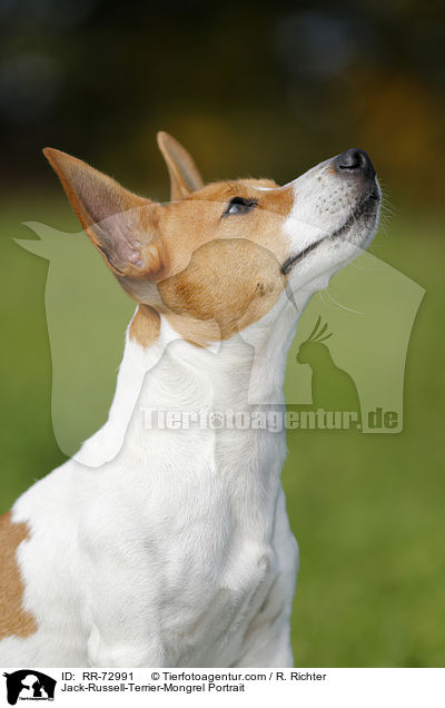 Jack-Russell-Terrier-Mischling Portrait / Jack-Russell-Terrier-Mongrel Portrait / RR-72991