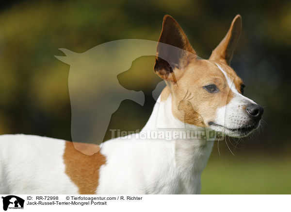 Jack-Russell-Terrier-Mischling Portrait / Jack-Russell-Terrier-Mongrel Portrait / RR-72998