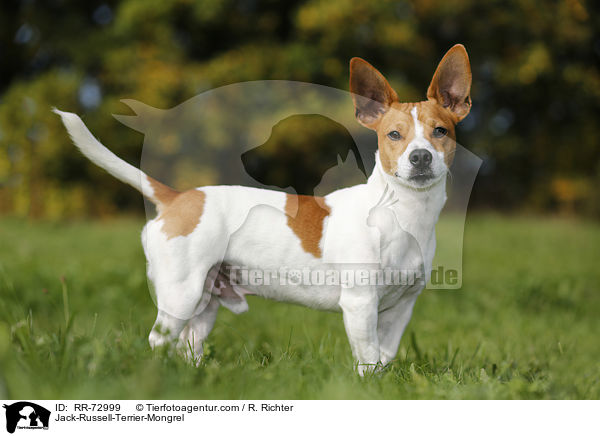 Jack-Russell-Terrier-Mischling / Jack-Russell-Terrier-Mongrel / RR-72999