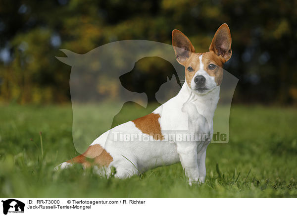 Jack-Russell-Terrier-Mischling / Jack-Russell-Terrier-Mongrel / RR-73000