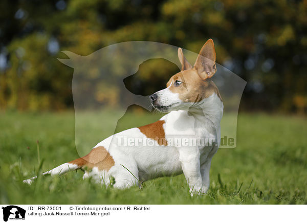 sitzender Jack-Russell-Terrier-Mischling / sitting Jack-Russell-Terrier-Mongrel / RR-73001