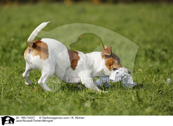 Jack-Russell-Terrier-Mischling / Jack-Russell-Terrier-Mongrel / RR-73007