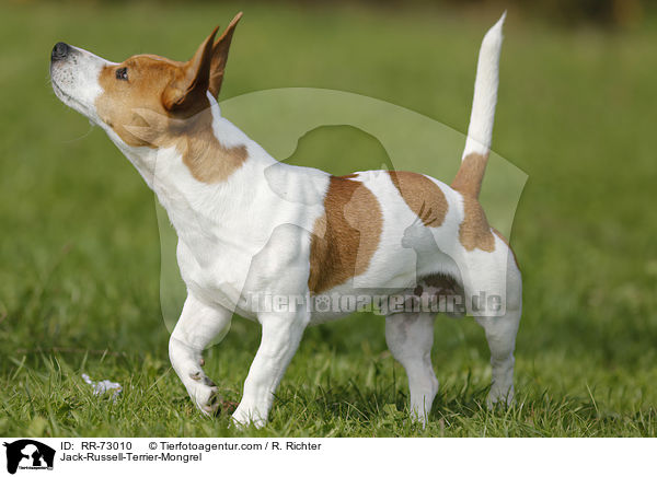 Jack-Russell-Terrier-Mischling / Jack-Russell-Terrier-Mongrel / RR-73010