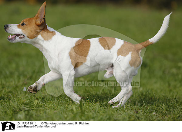 Jack-Russell-Terrier-Mischling / Jack-Russell-Terrier-Mongrel / RR-73011