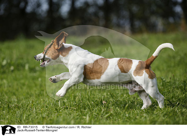 Jack-Russell-Terrier-Mischling / Jack-Russell-Terrier-Mongrel / RR-73015