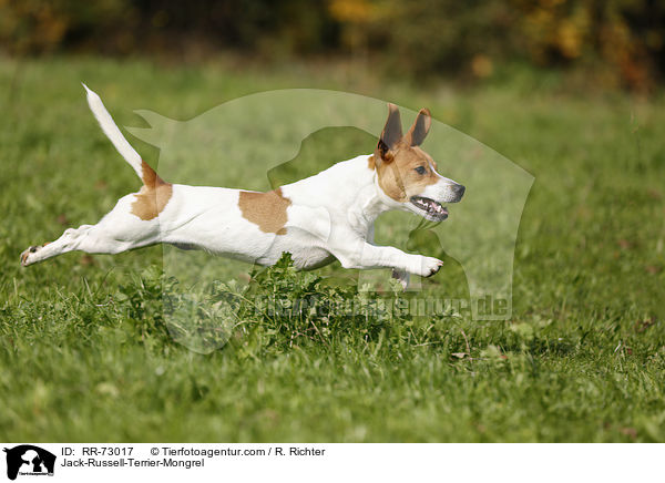 Jack-Russell-Terrier-Mischling / Jack-Russell-Terrier-Mongrel / RR-73017