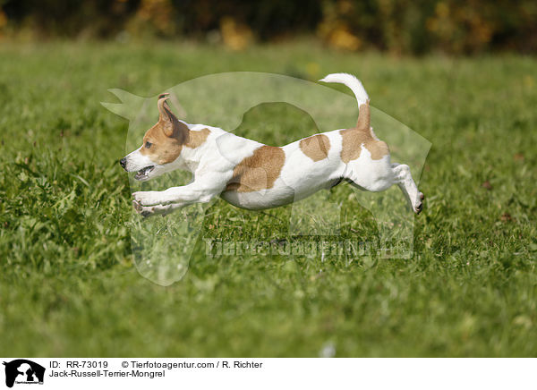 Jack-Russell-Terrier-Mischling / Jack-Russell-Terrier-Mongrel / RR-73019