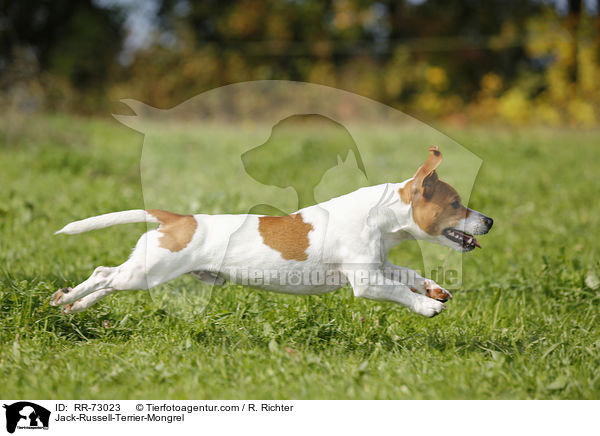 Jack-Russell-Terrier-Mischling / Jack-Russell-Terrier-Mongrel / RR-73023