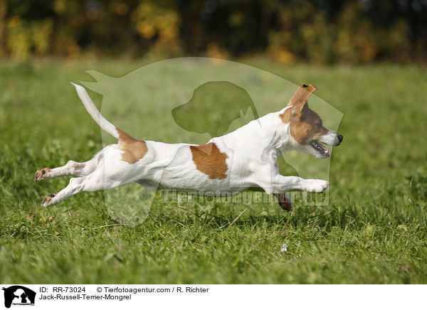 Jack-Russell-Terrier-Mischling / Jack-Russell-Terrier-Mongrel / RR-73024