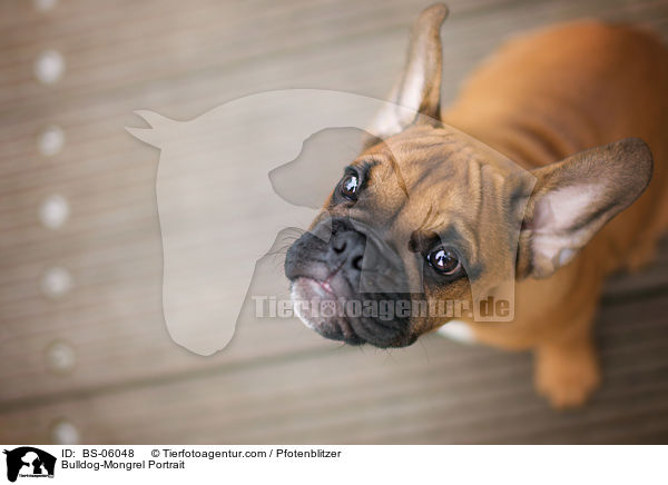 Bulldoggen-Mischling Portrait / Bulldog-Mongrel Portrait / BS-06048