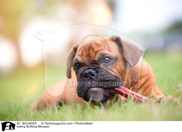 fressender Bulldoggen-Mischling / eating Bulldog-Mongrel / BS-06055