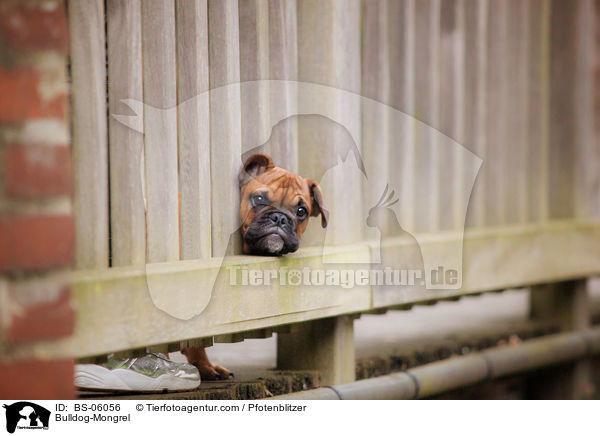 Bulldoggen-Mischling / Bulldog-Mongrel / BS-06056