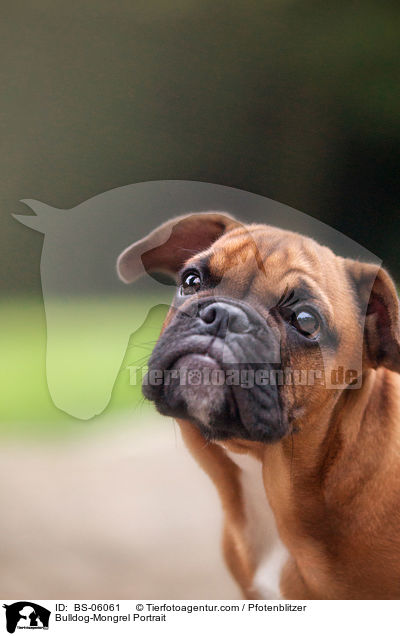 Bulldoggen-Mischling Portrait / Bulldog-Mongrel Portrait / BS-06061