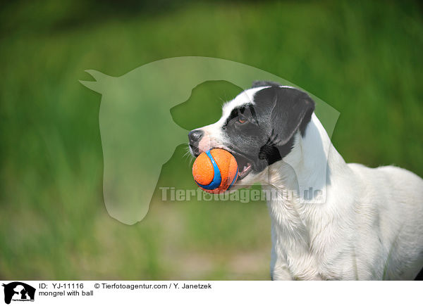 Mischling mit Ball / mongrel with ball / YJ-11116