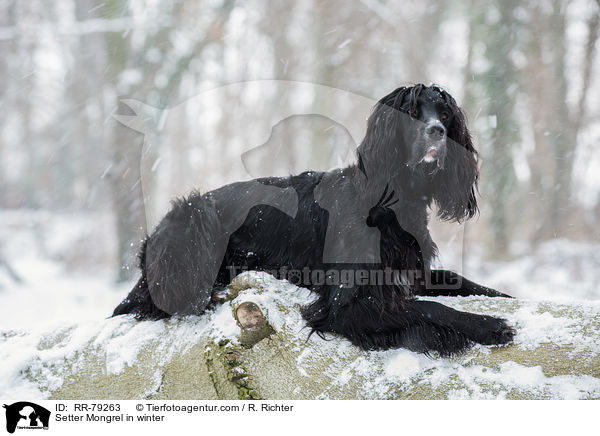 Setter-Mischling im Winter / Setter Mongrel in winter / RR-79263