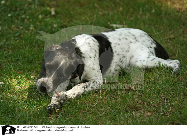 Ratonero-Bodeguero-Andaluz-Mischling / Ratonero-Bodeguero-Andaluz-Mongrel / AB-03150