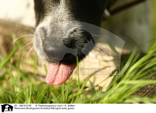 Ratonero-Bodeguero-Andaluz-Mischling frisst Gras / Ratonero-Bodeguero-Andaluz-Mongrel eats grass / AB-03156