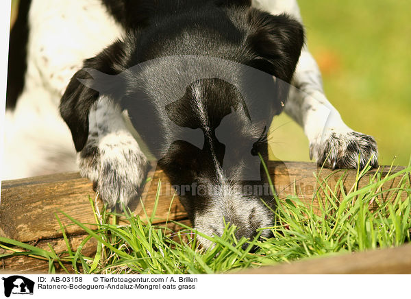 Ratonero-Bodeguero-Andaluz-Mischling frisst Gras / Ratonero-Bodeguero-Andaluz-Mongrel eats grass / AB-03158