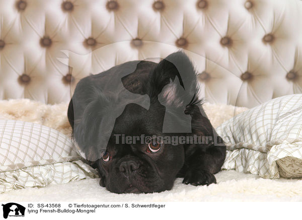 liegender Franzsiche-Bulldogge-Mischling / lying Frensh-Bulldog-Mongrel / SS-43568