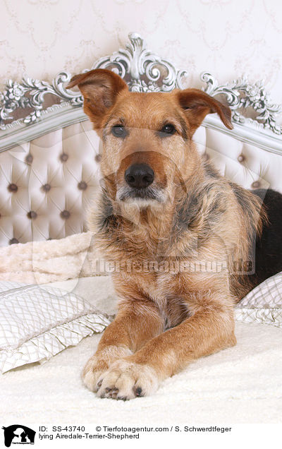 liegender Airedale-Terrier-Schferhund / lying Airedale-Terrier-Shepherd / SS-43740