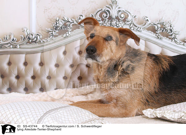 liegender Airedale-Terrier-Schferhund / lying Airedale-Terrier-Shepherd / SS-43744