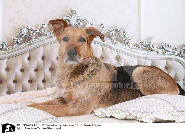 liegender Airedale-Terrier-Schferhund / lying Airedale-Terrier-Shepherd / SS-43748