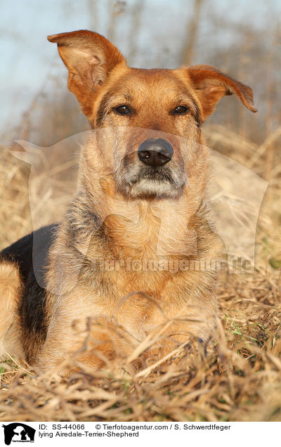 liegender Airedale-Terrier-Schferhund / lying Airedale-Terrier-Shepherd / SS-44066