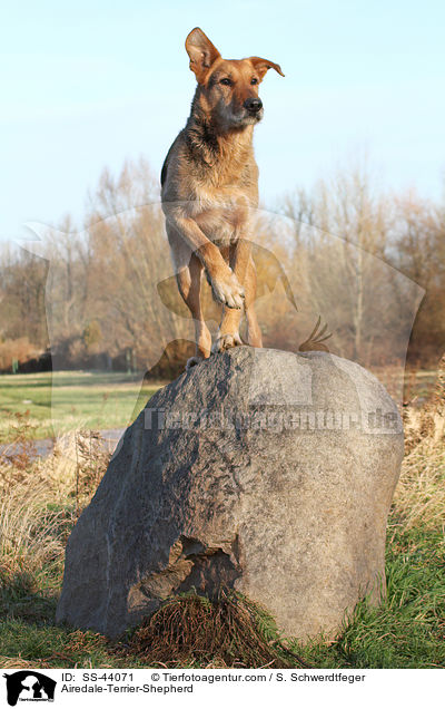 Airedale-Terrier-Schferhund / Airedale-Terrier-Shepherd / SS-44071