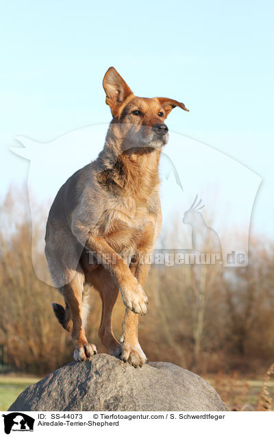 Airedale-Terrier-Schferhund / Airedale-Terrier-Shepherd / SS-44073